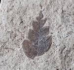 Comptonia acutiloba BRONGNIART 1828 - Bild © FossNet FossilienStore